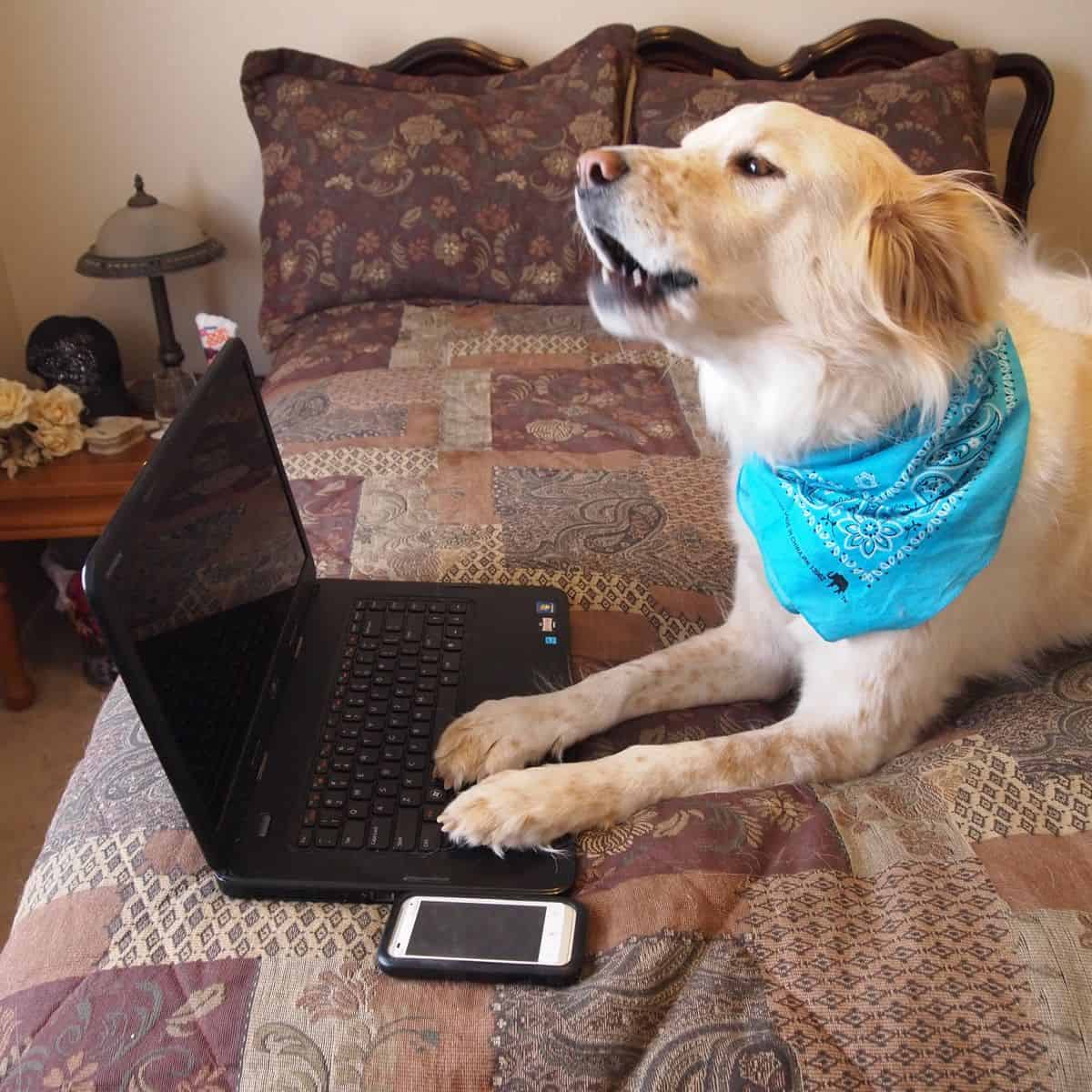 A golden retriever with its paws on the keyboard of a laptop, next to a smartphone. Beta user feedback is an invaluable way to improve your app designs.