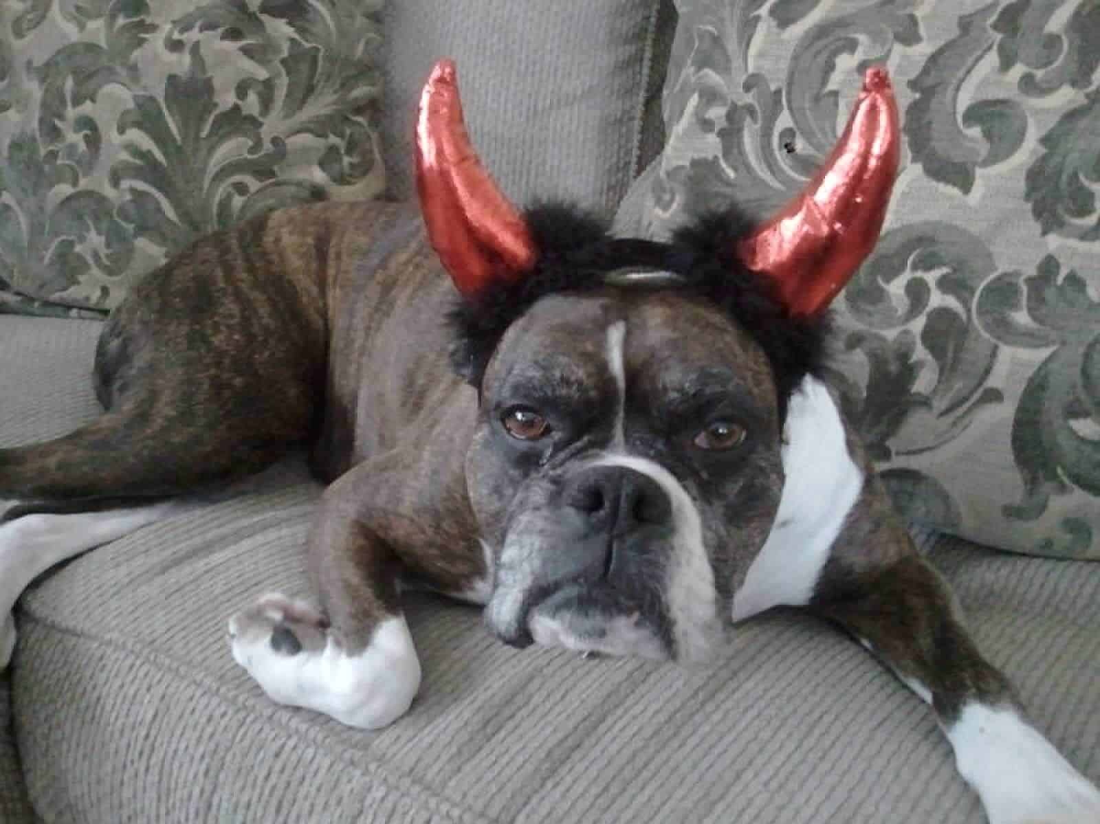 A cute dog wearing devil horns as part of a Halloween costume, judging you for committing any of these mobile app UI design sins.