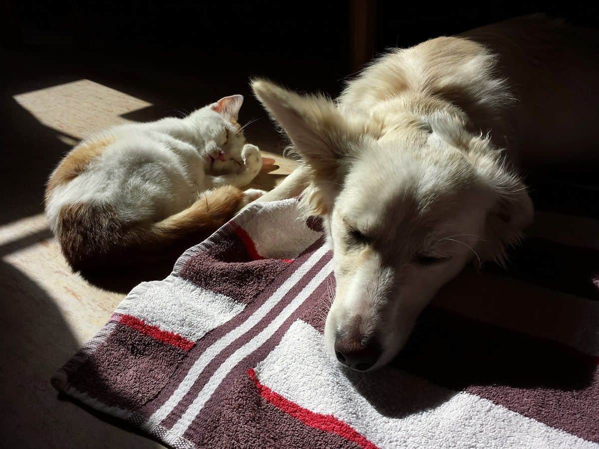 Cat and dog sleeping together peacefully. Trust your mobile app development team and allow them to grow in their roles.