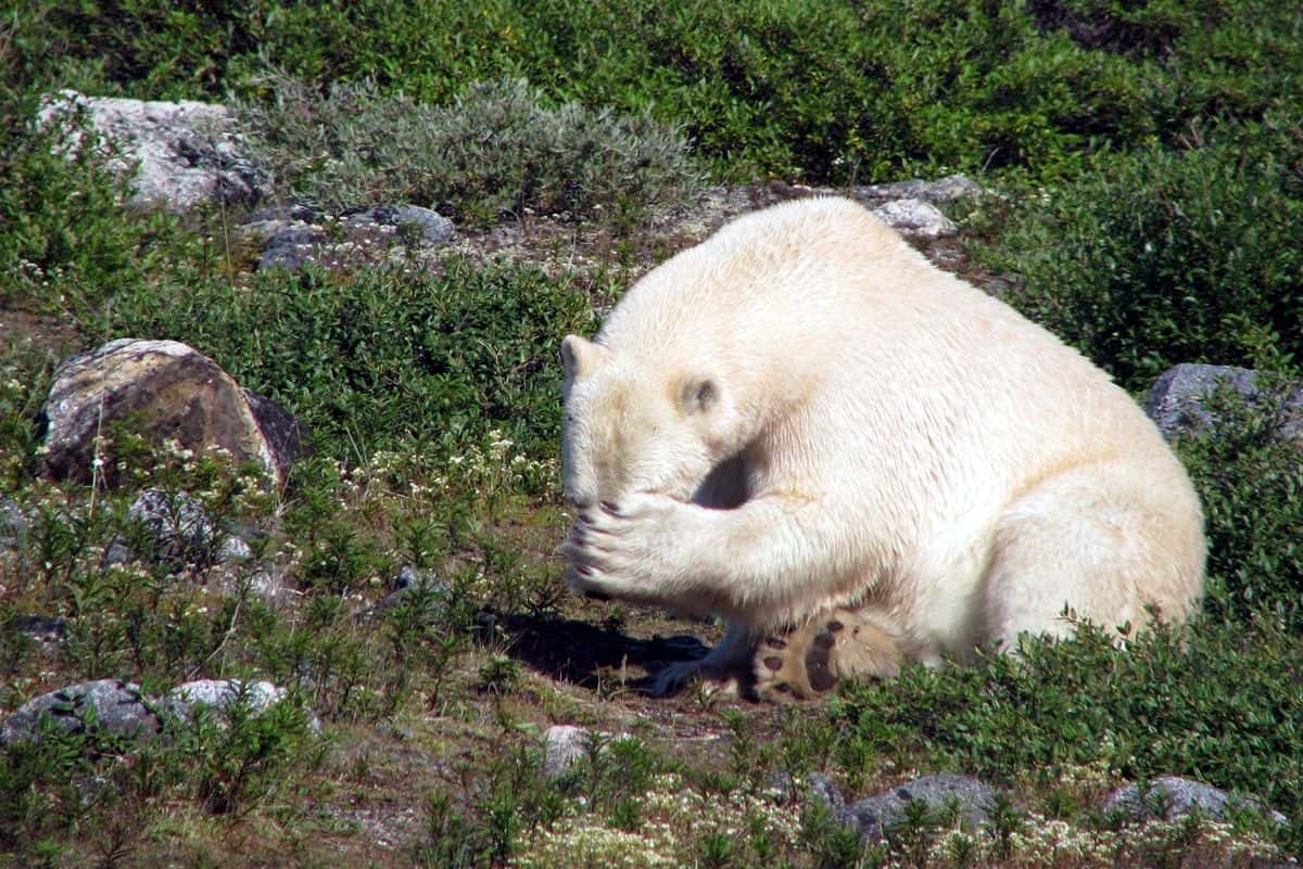 A polar bear sitting on a patch of grass covers its face, as though it has a headache.