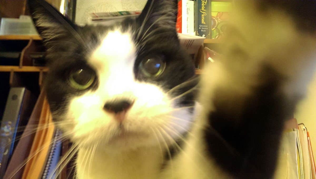 A close-up photo of a cat swiping at the camera.