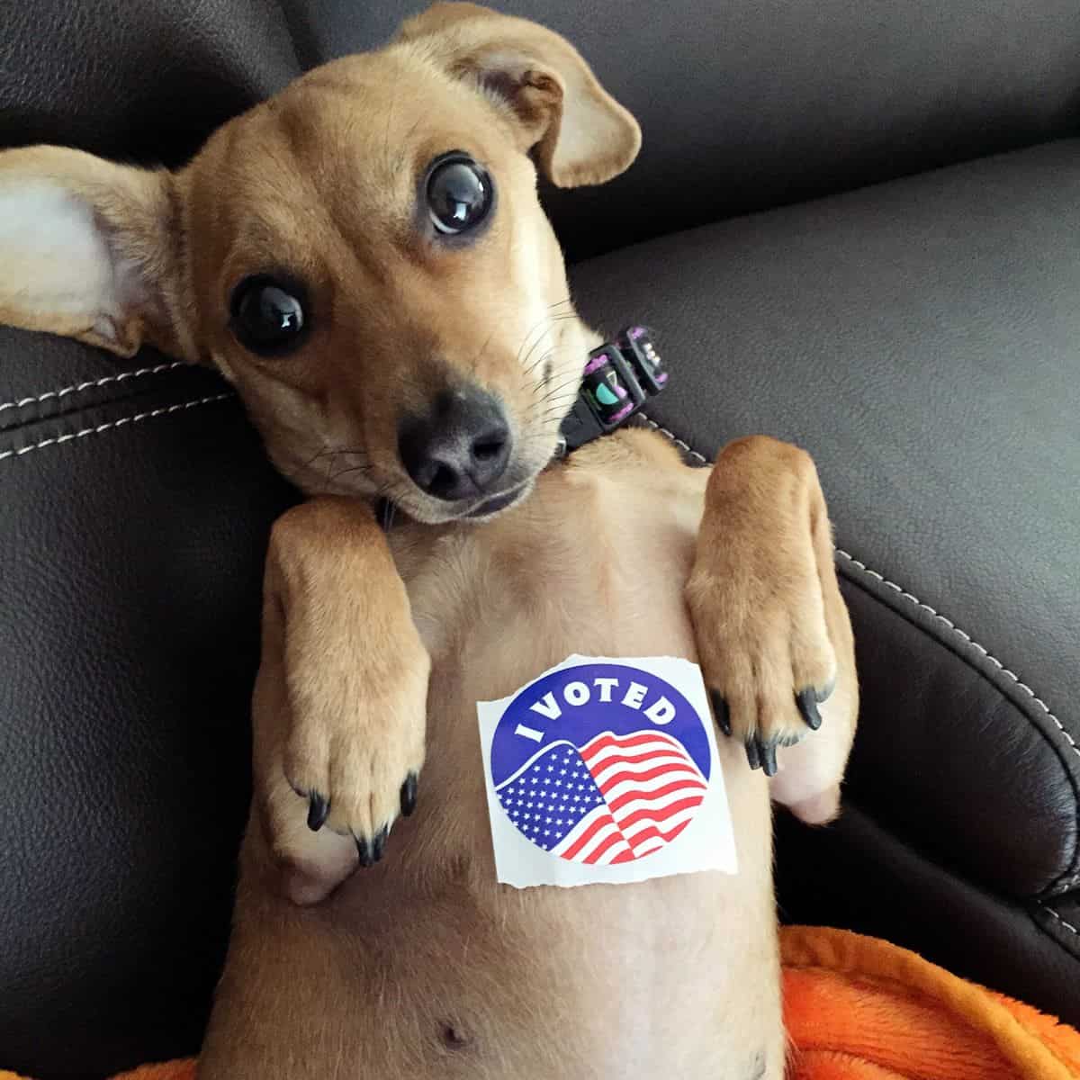 A photo of a small dachshund puppy with an “I Voted” sticker on his belly. The Voting App is a great example of how to design a mobile app that helps strengthen democracy.