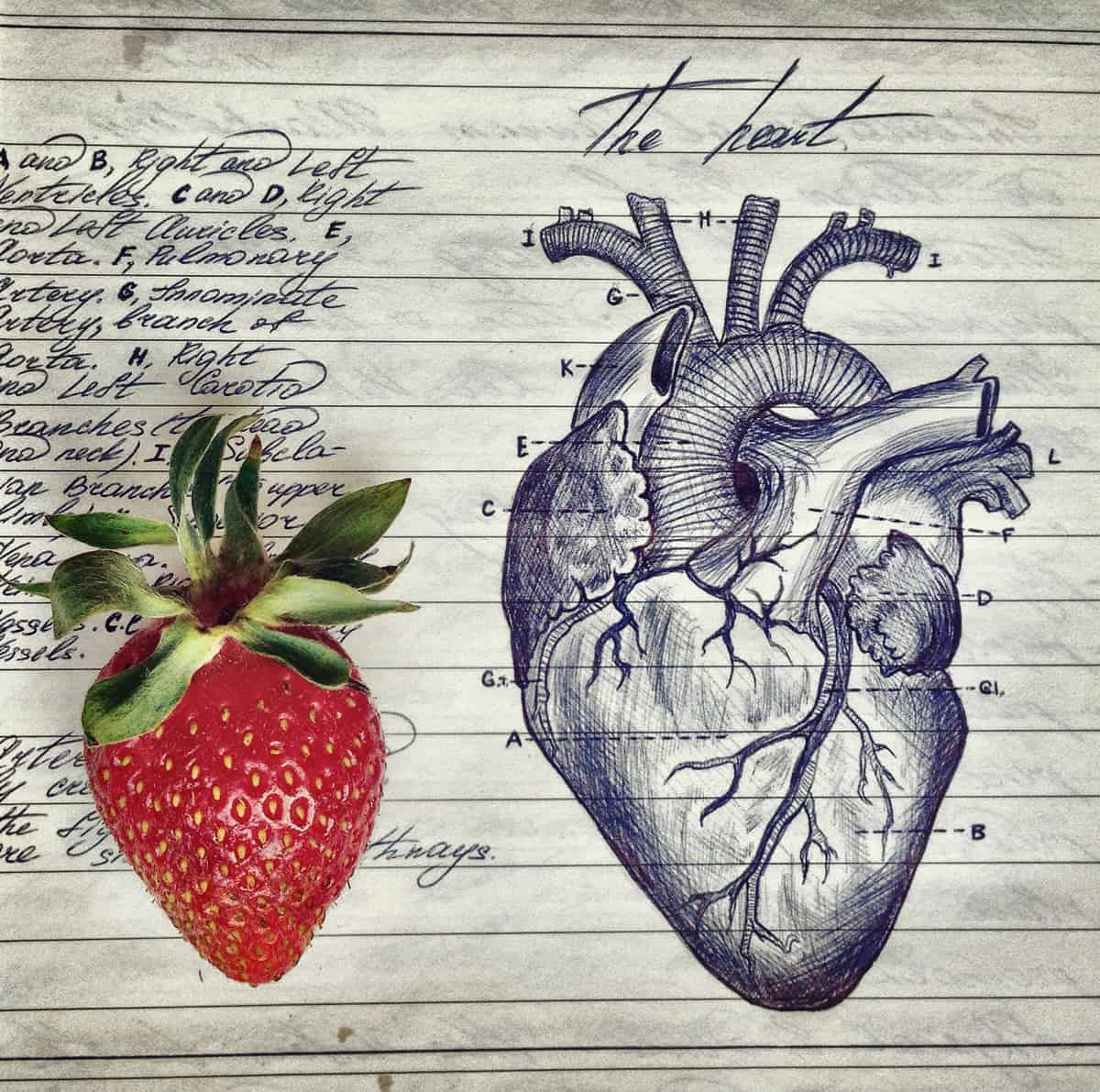 A photo of a large strawberry sitting next to an anatomical drawing of a heart in a biology notebook.