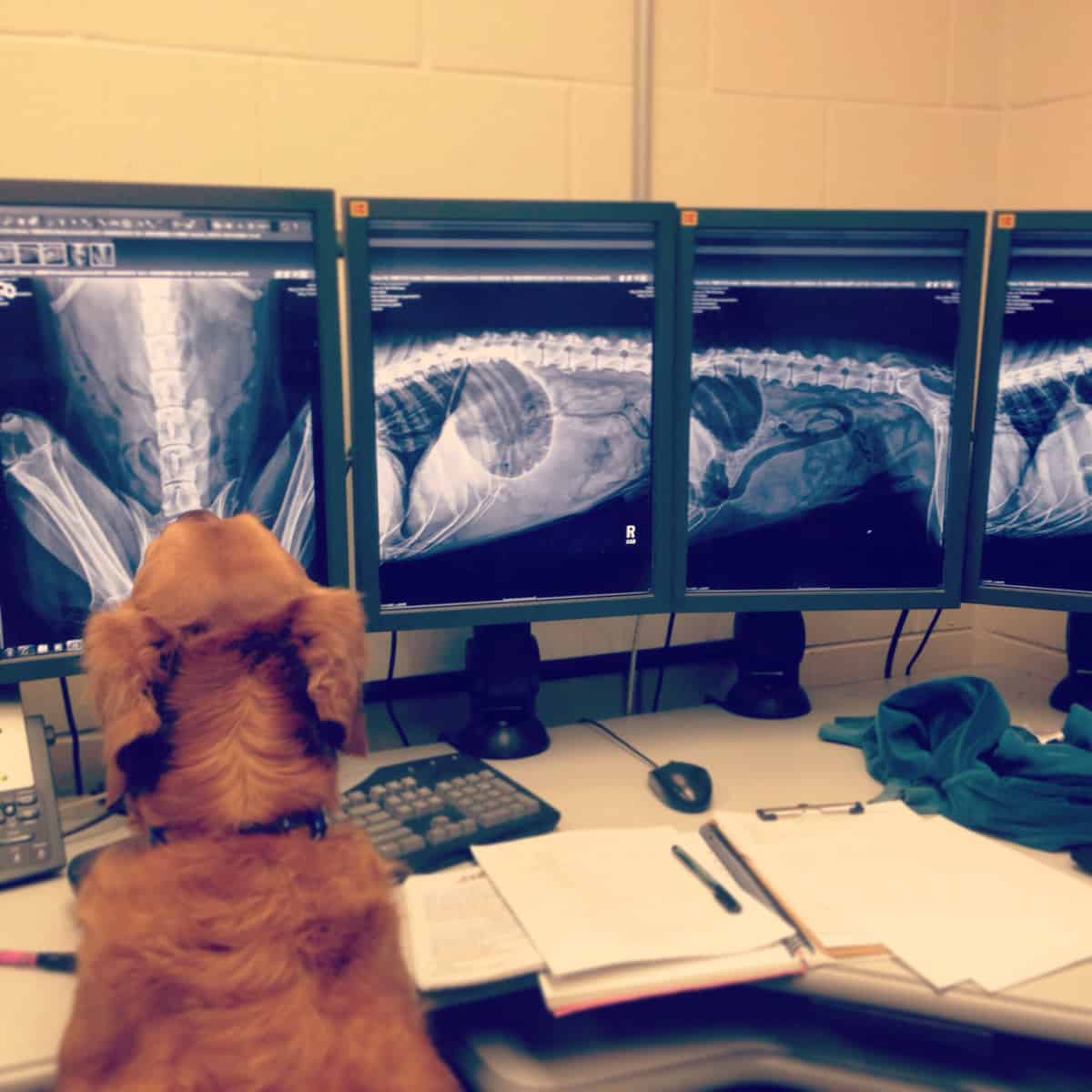A photo of a dog in front of a veterinarian’s desk, looking at computer images of several abdominal x-rays.