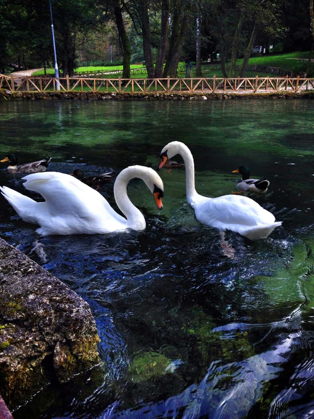 A photo of two white swans swimming peacefully in a pond.