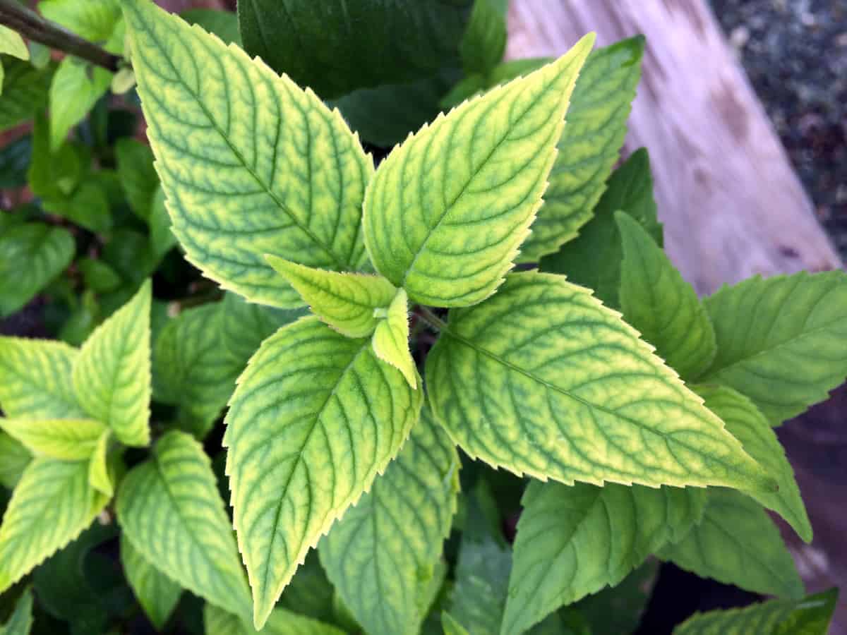 A close-up photo of a cluster of leaves. Nature is full of symmetry, providing excellent examples for visual designers.