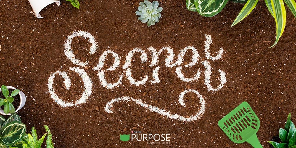 An image of “Secret” lettering project by Danielle Evans for Purina, an influential female designer.