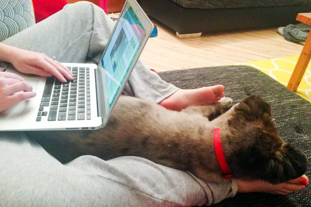 A photo of a puppy sleeping on his owner’s leg while she tries to get some work done.