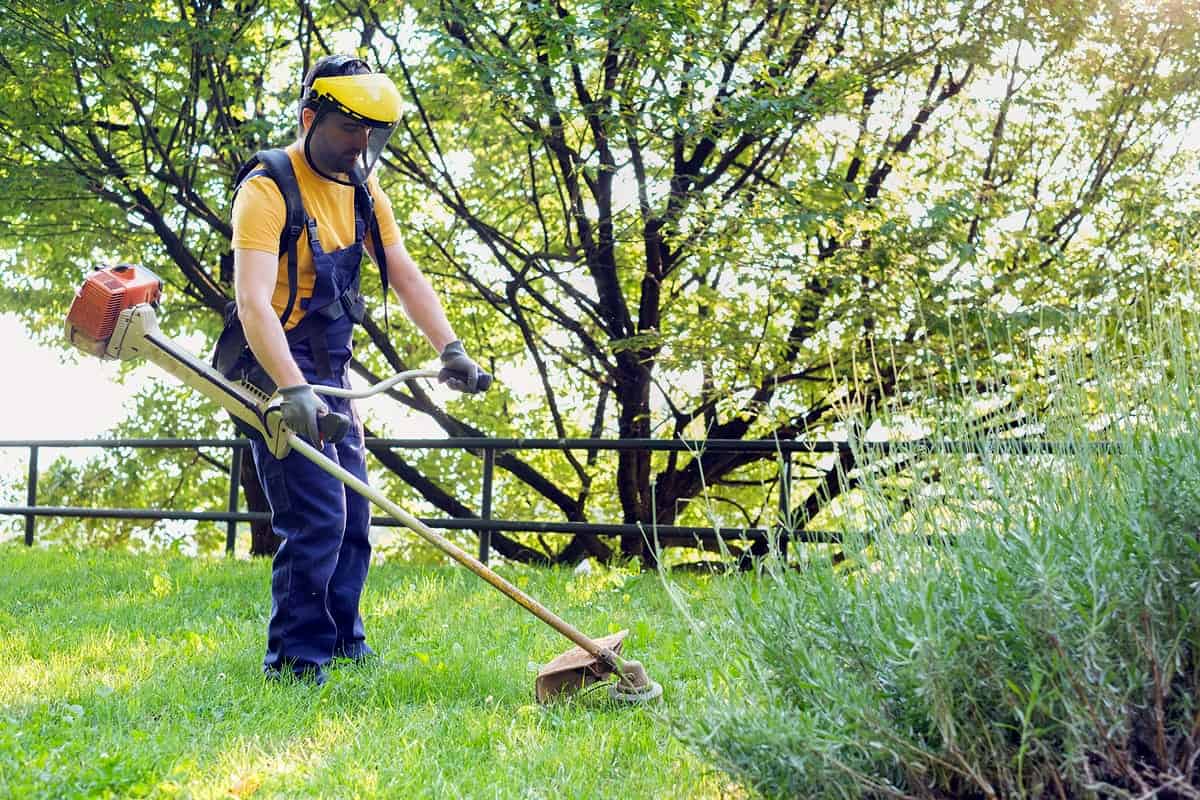 A gardener trims weeds in grass.