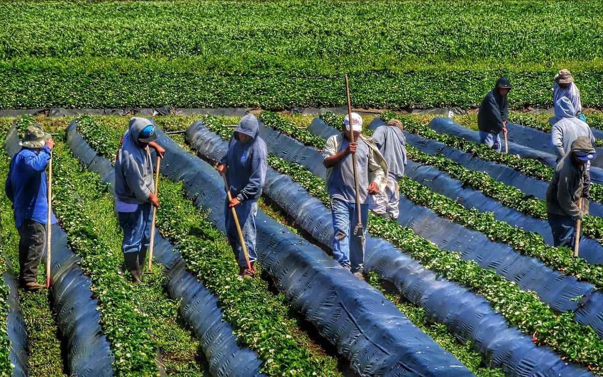 A photo of workers maintaining a field of crops.