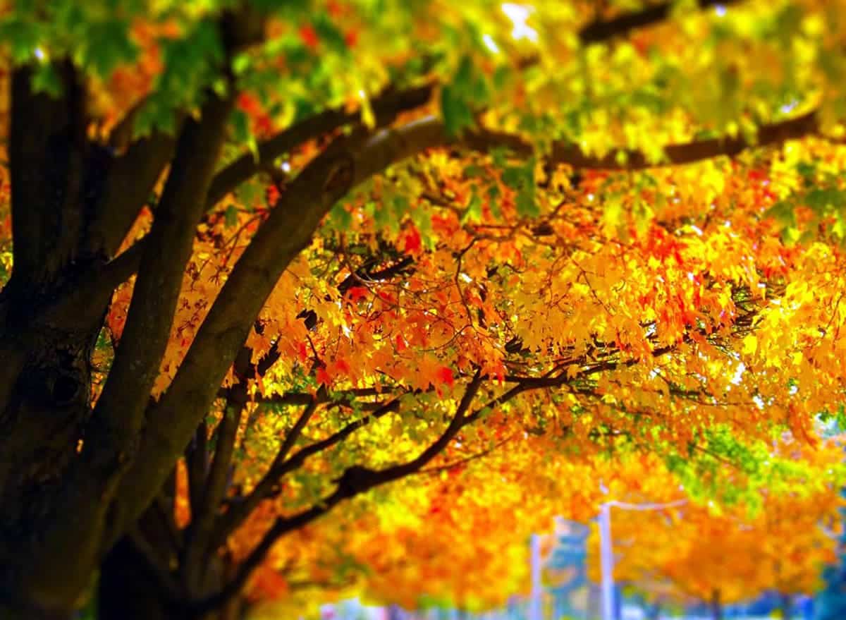 A photo of a row of trees with vibrantly colored leaves changing from green to yellow and red.