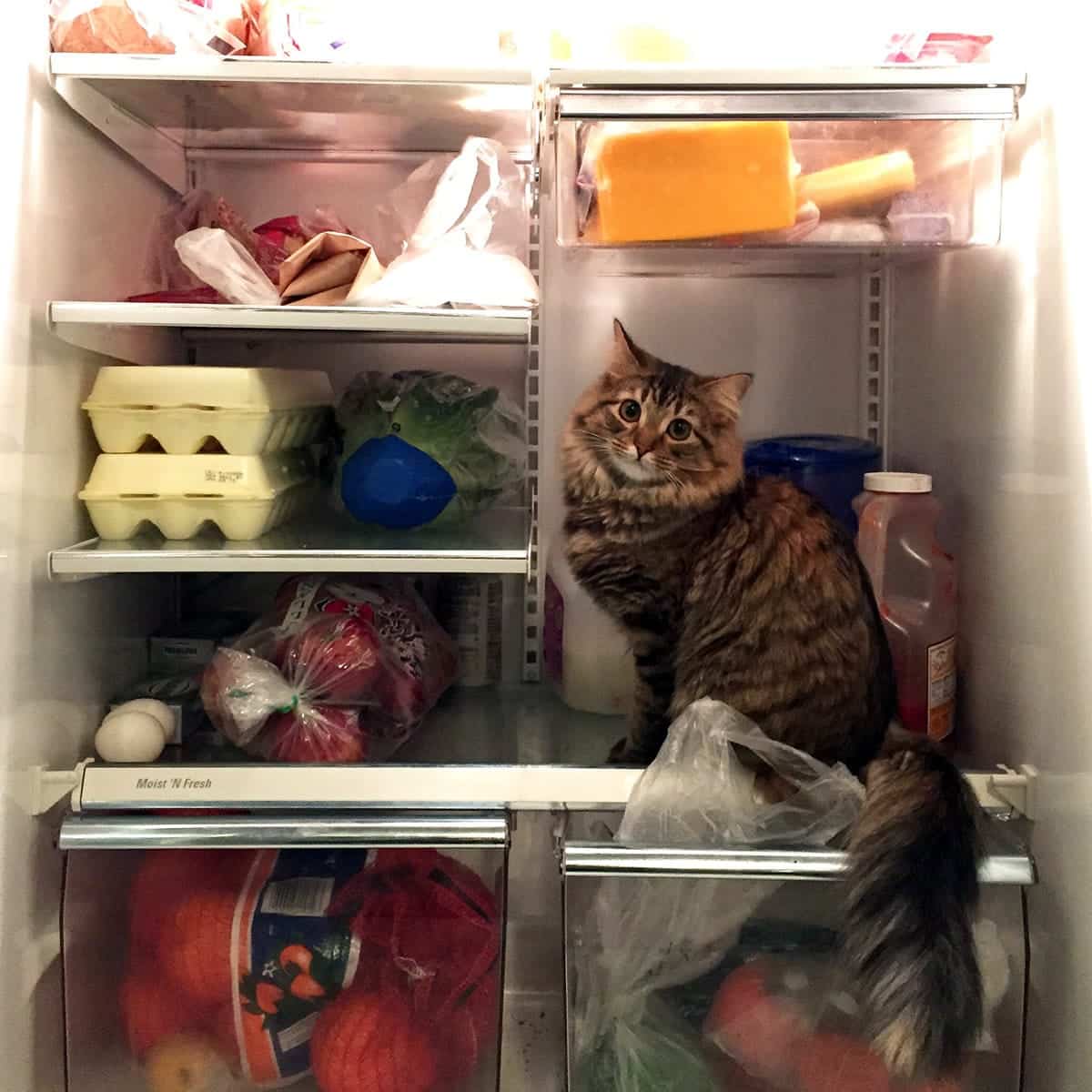 A photo of a cat sitting on a shelf in a refrigerator.