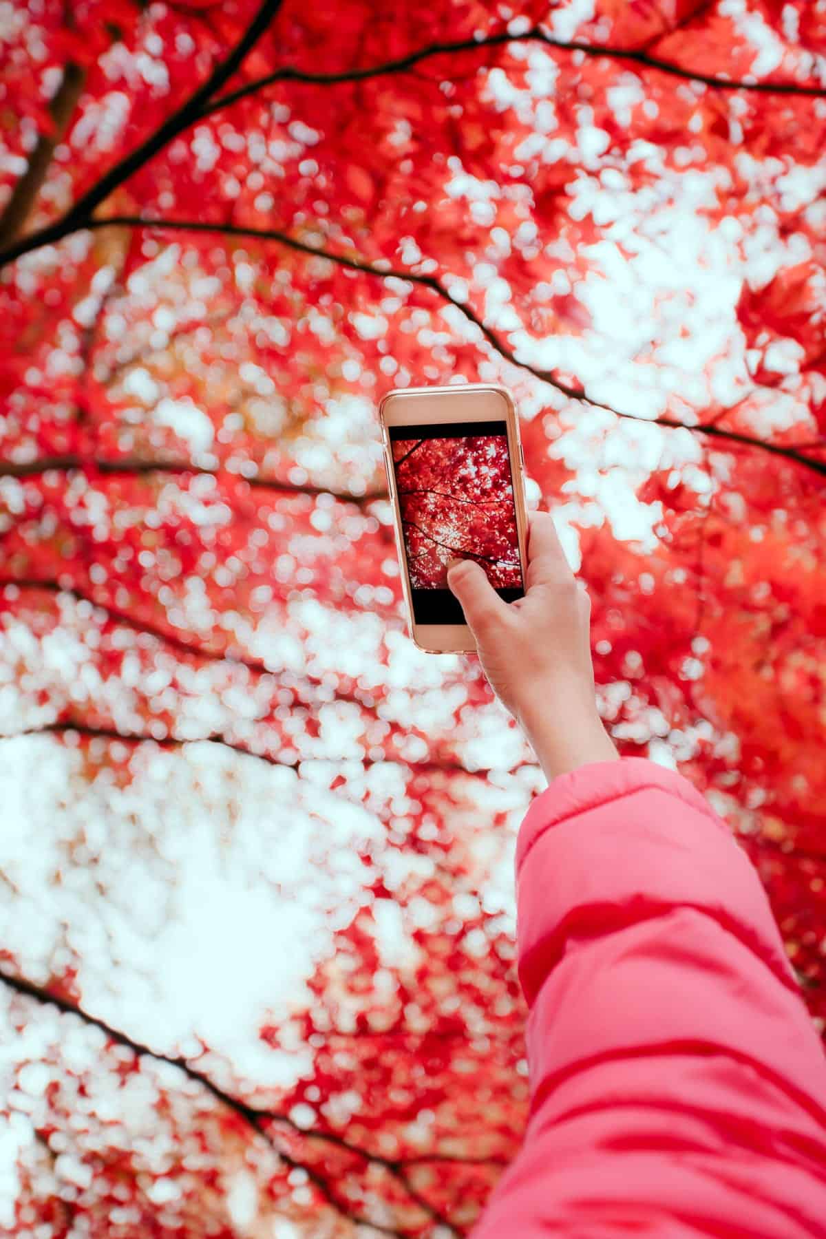 A photo of a person holding up their phone to take a picture of red leaves on a tree.