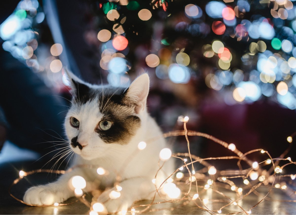 A photo of a cute black and white cat relaxing by a string of Christmas lights