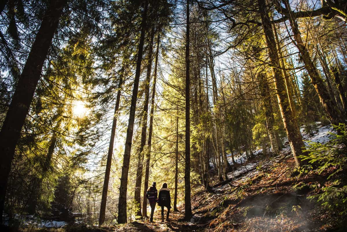 Two people hiking through the forest.
